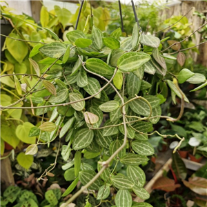 Dischidia Ovata (Hanging Pot)